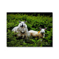 'Wool and Fern' Enhanced Photo Canvas