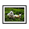 'Wool and Fern' Enhanced Photo Framed Print
