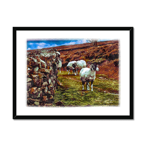 'Swaledales' Watercolour Framed Print