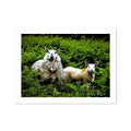 'Wool and Fern' Enhanced Photo Hahnemühle Rag Print